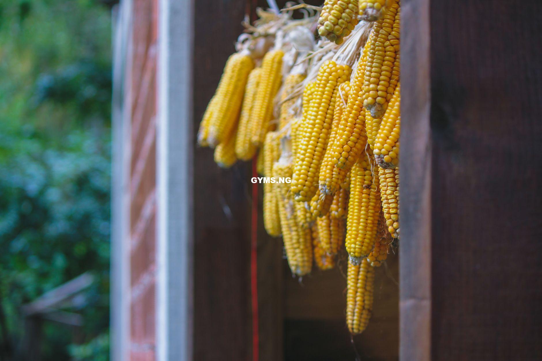 The Depression-Era Corn Trick Every Homesteader Should Know